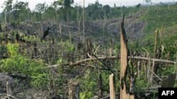 Việt Nam sẽ mở cuộc kiểm kê quốc gia về tài nguyên rừng. Hình minh họa.