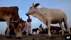 بھارت میں گائے کی پوجا کے مناظر (فائل)