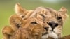 امریکہ میں نایاب افریقی شیروں پر فلم کی نمائش