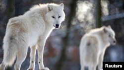 قطبی علاقے کے بھیڑیے۔ فائل فوٹو